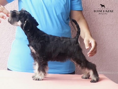 miniature schnauzer patuljasti snaucer