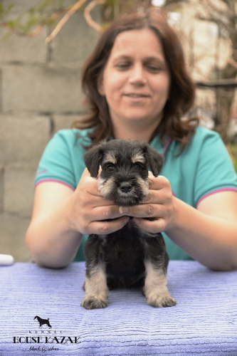 miniature schnauzer patuljasti snaucer