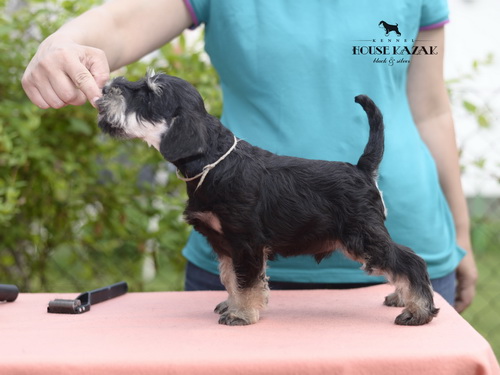 miniature schnauzer patuljasti snaucer