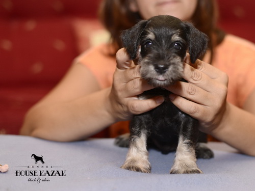 miniature schnauzer patuljasti snaucer