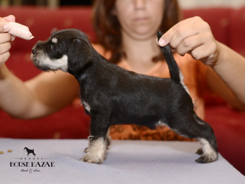 miniature schnauzer patuljasti snaucer