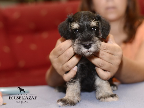 miniature schnauzer patuljasti snaucer