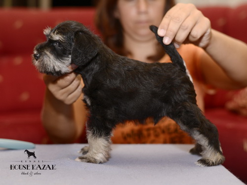 miniature schnauzer patuljasti snaucer