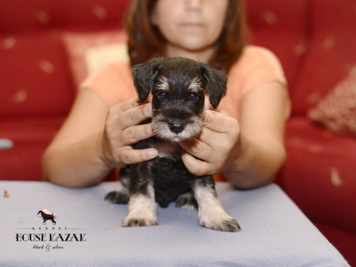 miniature schnauzer patuljasti snaucer