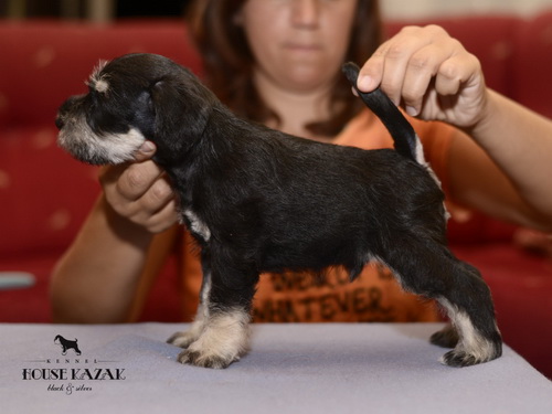 miniature schnauzer patuljasti snaucer