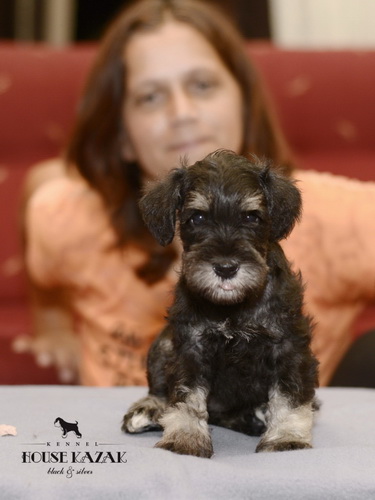 miniature schnauzer patuljasti snaucer