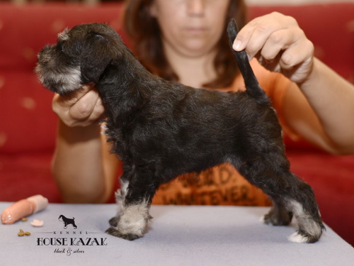 miniature schnauzer patuljasti snaucer