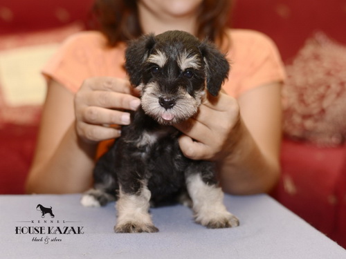 miniature schnauzer patuljasti snaucer