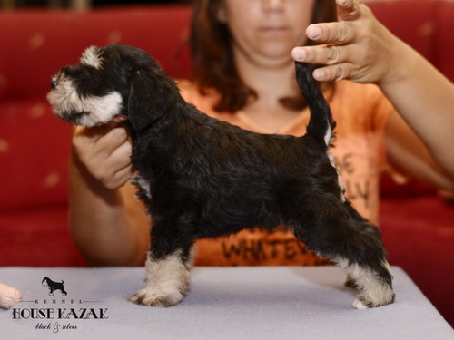 miniature schnauzer patuljasti snaucer