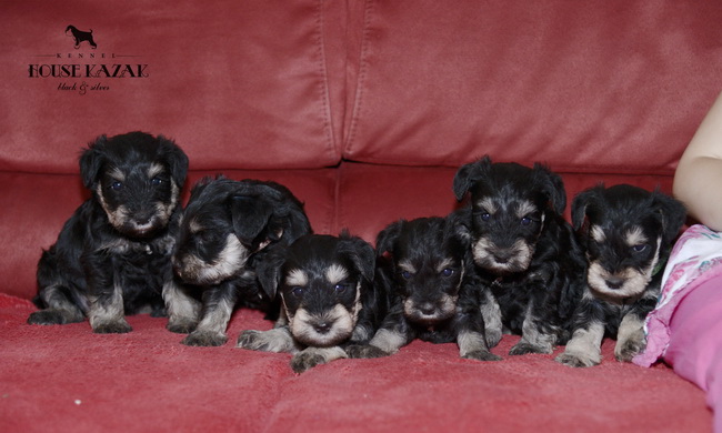 miniature schnauzer patuljasti snaucer