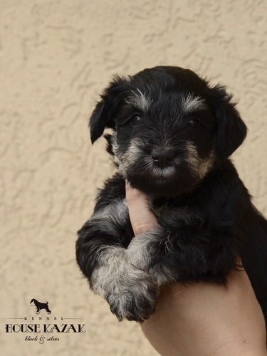 miniature schnauzer patuljasti snaucer