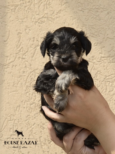 miniature schnauzer patuljasti snaucer