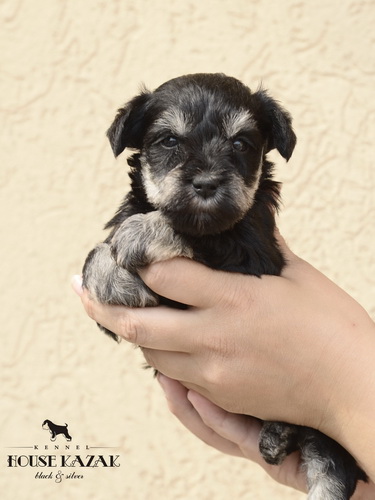 miniature schnauzer patuljasti snaucer