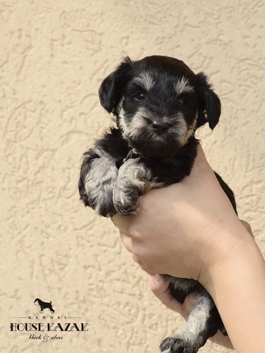 miniature schnauzer patuljasti snaucer