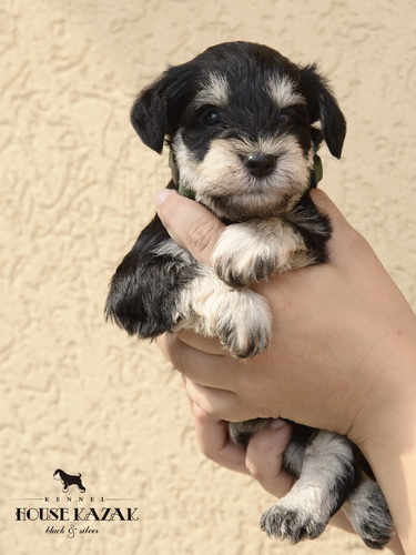 miniature schnauzer patuljasti snaucer