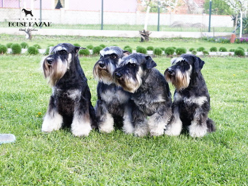 House Kazak Team