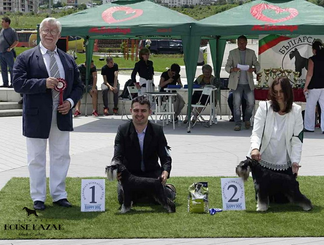 Repitition's Shogun "Vuk" (Repitition's Valedictorian & Myla's The Devil Wears Prada ) - junior class - V1, JCAC, Junior Club Winner