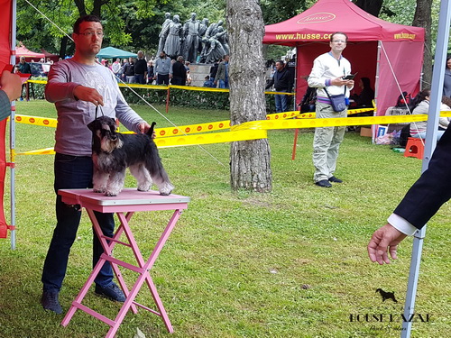 House Kazak Iwama (Recognition's United Actions x House Kazak Majra) - open class - CAC, CACIB
