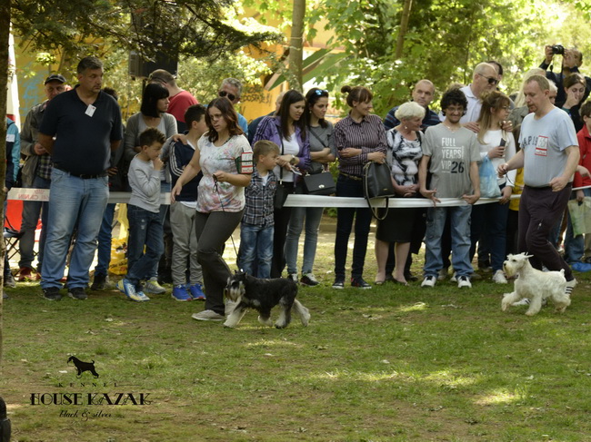 Repitition's Shogun " Vuk " - junior class - JCAC, JBOB, BOB