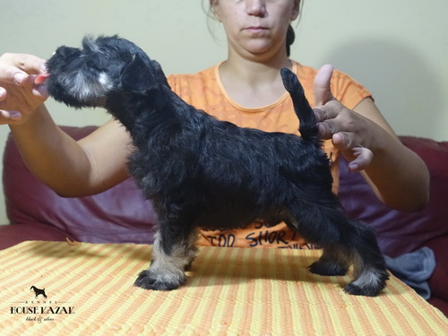 miniature schnauzer patuljasti snaucer