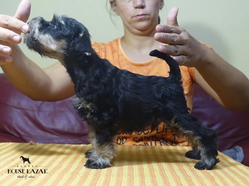 miniature schnauzer patuljasti snaucer