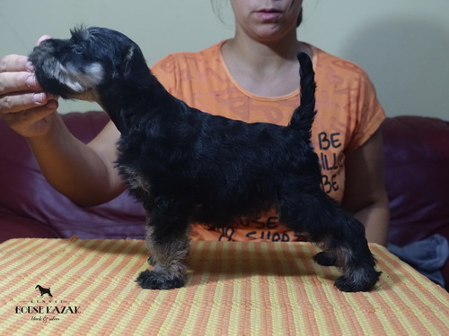 miniature schnauzer patuljasti snaucer