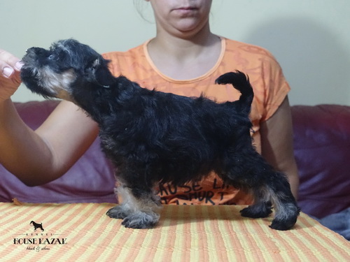 miniature schnauzer patuljasti snaucer