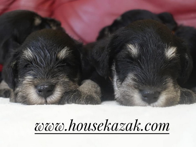 miniature schnauzer patuljasti snaucer