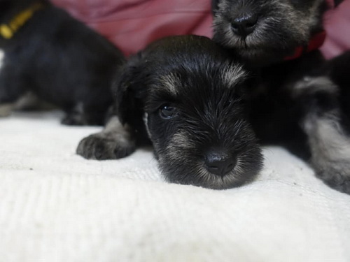 miniature schnauzer patuljasti snaucer