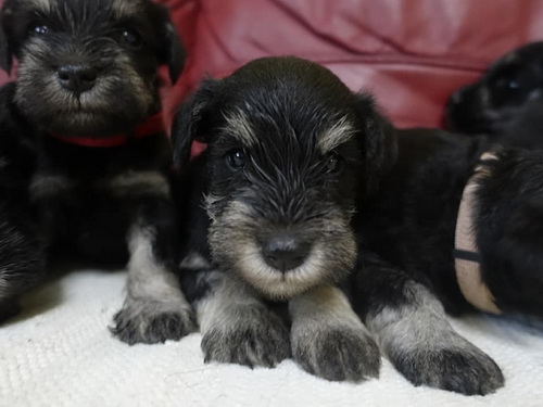 miniature schnauzer patuljasti snaucer