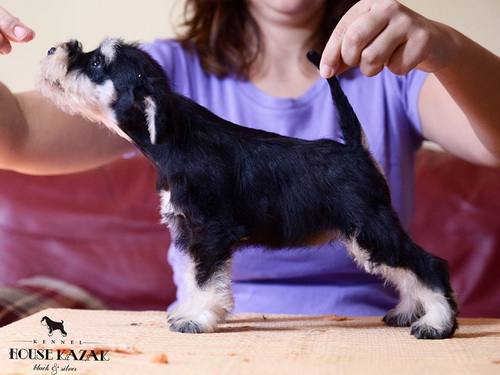 miniature schnauzer patuljasti snaucer