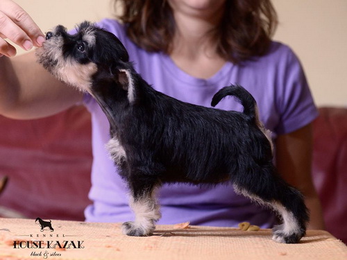 miniature schnauzer patuljasti snaucer