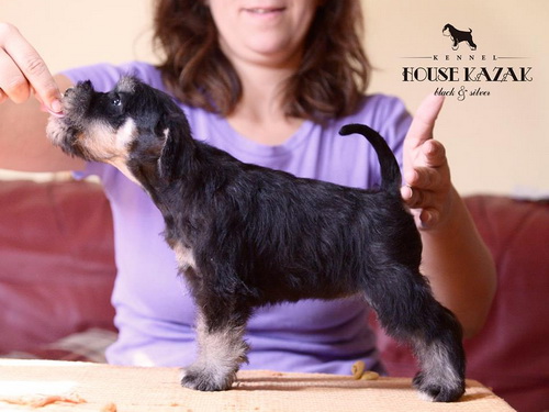 miniature schnauzer patuljasti snaucer