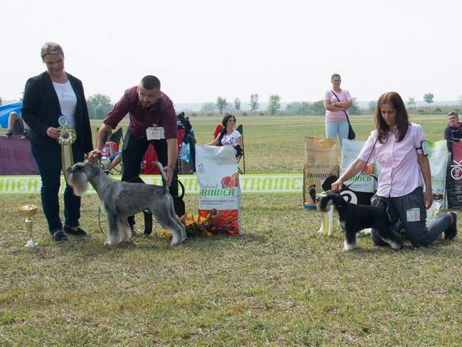 House Kazak Osaka ( Repitition's Shogun & House Kazak Ina ) - intermedia class - V1, CAC, Club Winner, BOB, RBIS