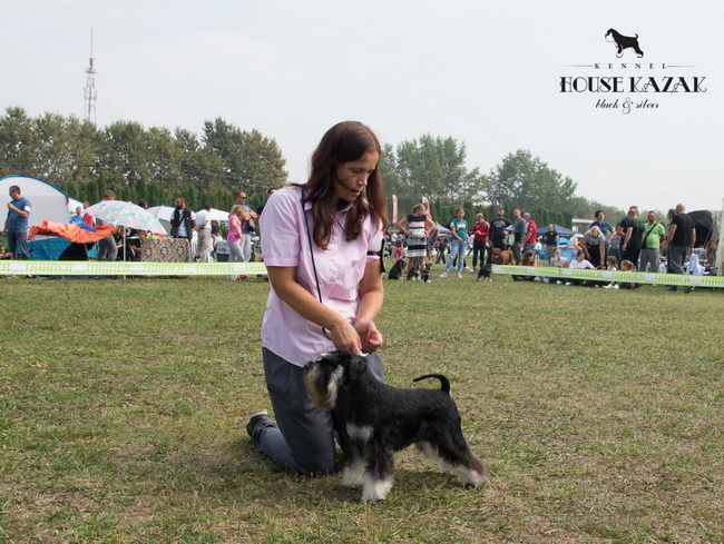House Kazak Osaka ( Repitition's Shogun & House Kazak Ina ) - intermedia class - V1, CAC, Club Winner, BOB, RBIS