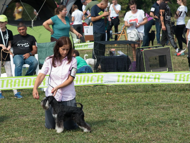 House Kazak Osaka ( Repitition's Shogun & House Kazak Ina ) - intermedia class - V1, CAC, Club Winner, BOB, RBIS