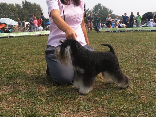 House Kazak Viva ( Repitition's Shogun & Heaven and Hell Helloween ) - junior class - V1, JCAC CAC, Junior Club Winner, JRBIS