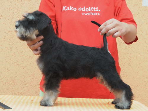 miniature schnauzer patuljasti snaucer