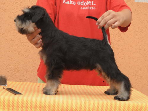 miniature schnauzer patuljasti snaucer