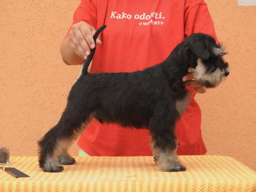 miniature schnauzer patuljasti snaucer