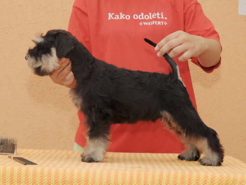 miniature schnauzer patuljasti snaucer