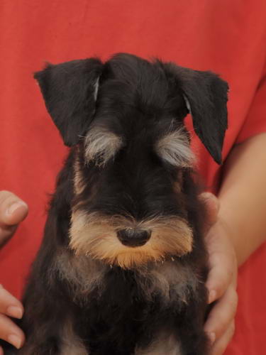miniature schnauzer patuljasti snaucer