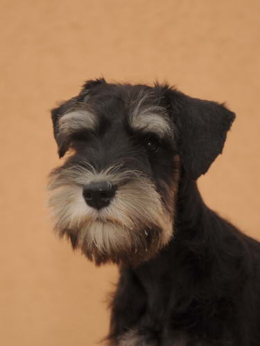 miniature schnauzer patuljasti snaucer