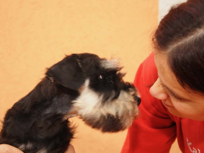 miniature schnauzer patuljasti snaucer