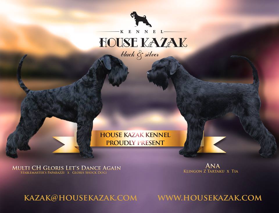 miniature schnauzer patuljasti snaucer