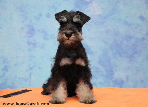 miniature schnauzer patuljasti snaucer