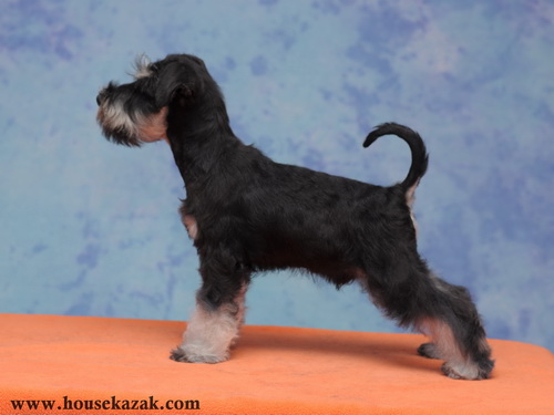 miniature schnauzer patuljasti snaucer