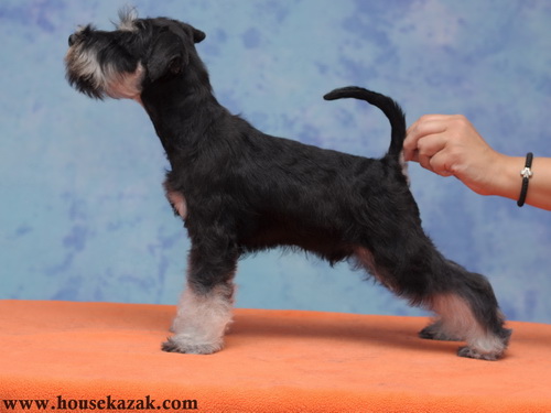 miniature schnauzer patuljasti snaucer