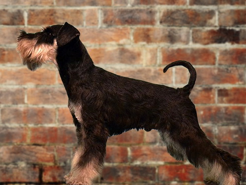miniature schnauzer patuljasti snaucer