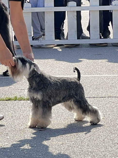 Andromeda Sovello "Akira" (Repitition`s AVENGER & CARLA Sovello)- junior class- V1, JCAC, BOB